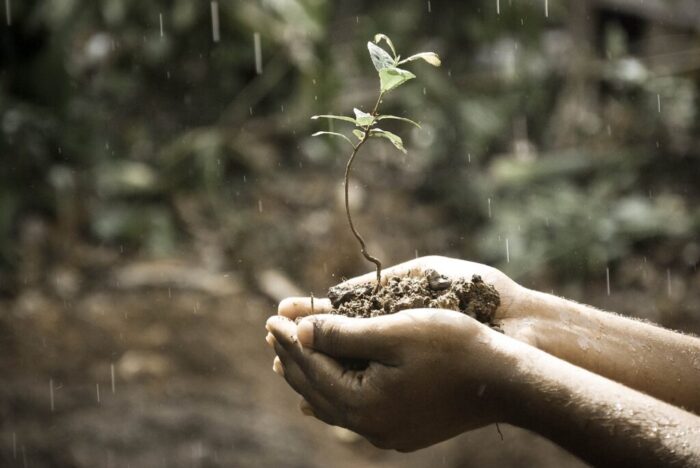 hands plant soil grow growing 1838659